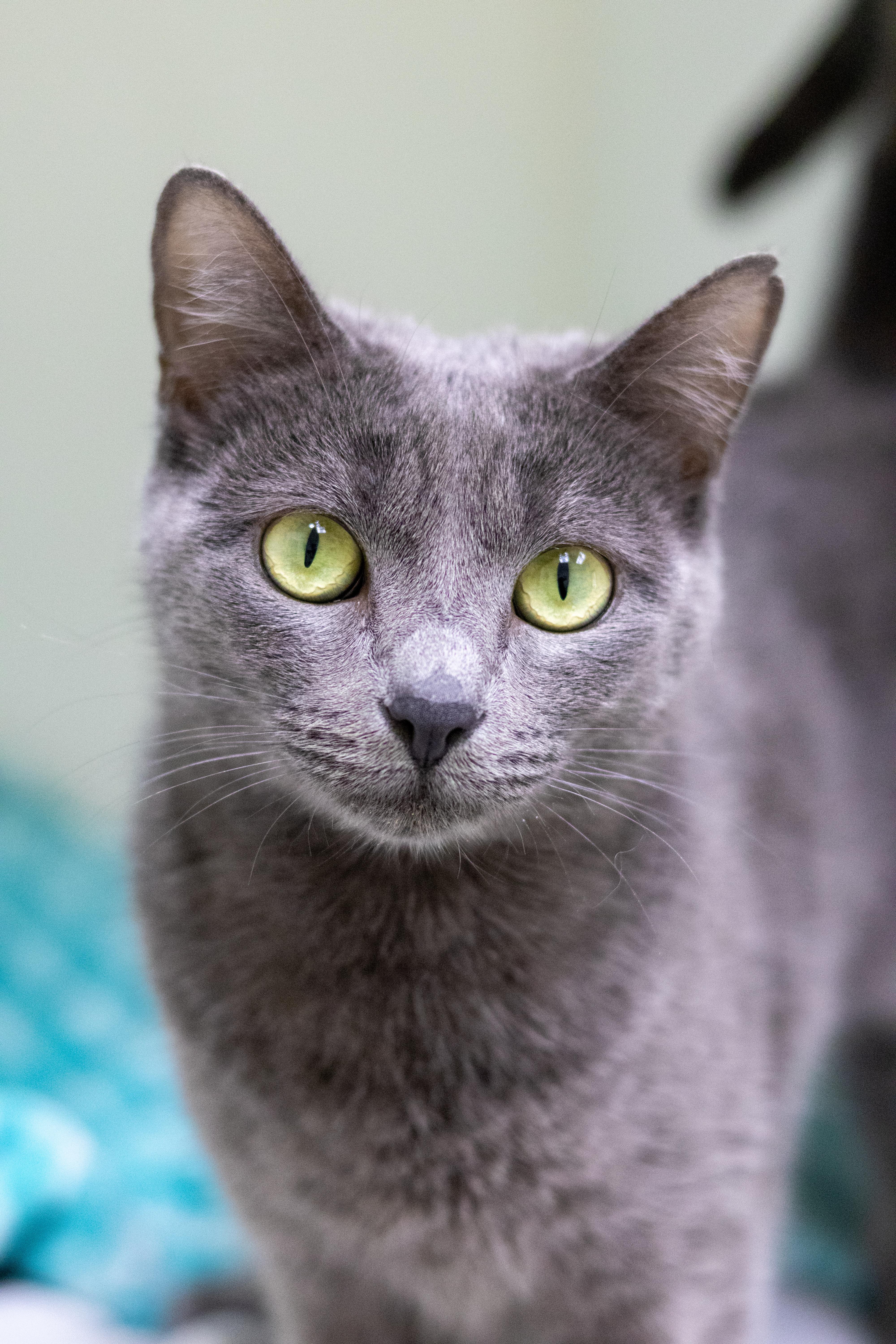 A young medium-sized female Domestic Short Hair cat named Sabrina for adoption in Terryville, CT