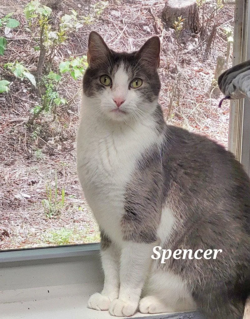 An adult large-sized male Domestic Short Hair cat named Spencer for adoption in Ellijay, GA