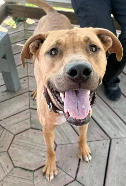 An adult large-sized male Mixed Breed dog named Java for adoption in Columbus, IN