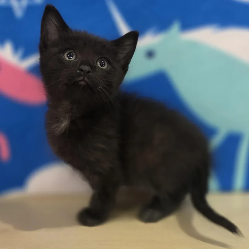 A baby small-sized male Black Domestic Short Hair cat named Blue Moon for adoption in Macomb Twp, MI