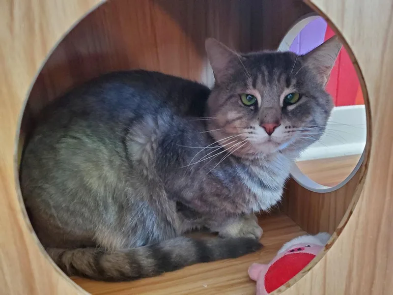 An adult medium-sized male Tabby (Gray / Blue / Silver) Domestic Short Hair cat named Tyson for adoption in Kalamazoo, MI