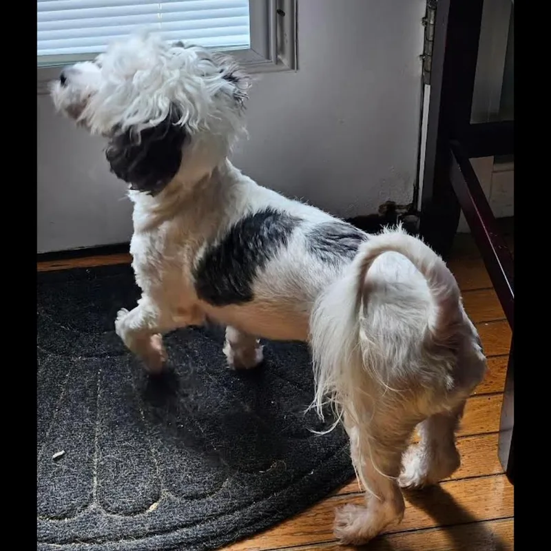 Todd The Bod thumbnail 3