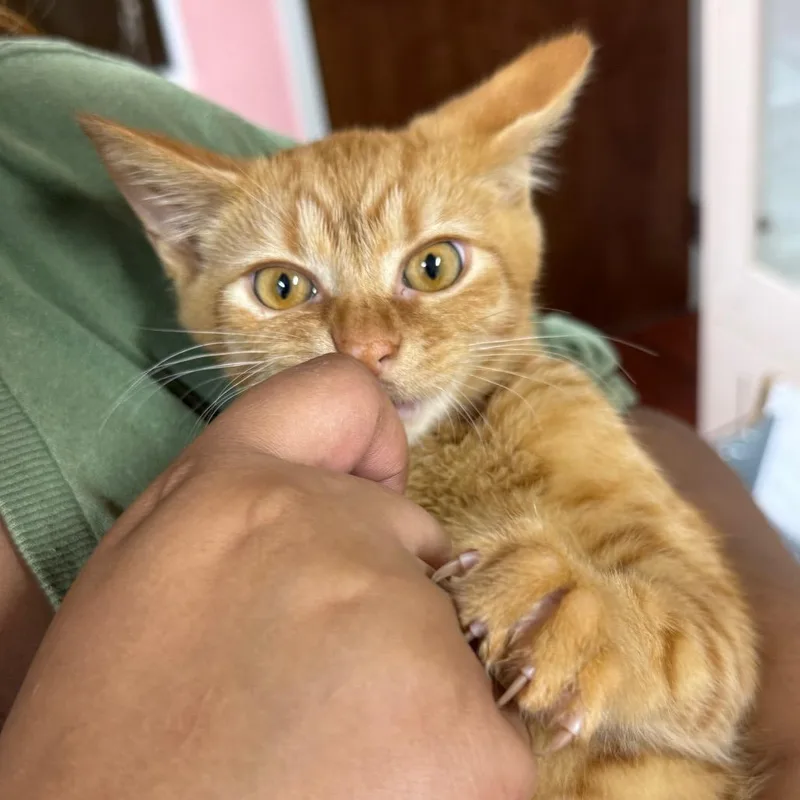 A baby medium-sized male Orange / Red Domestic Short Hair cat named Severus for adoption in Hamburg, NY