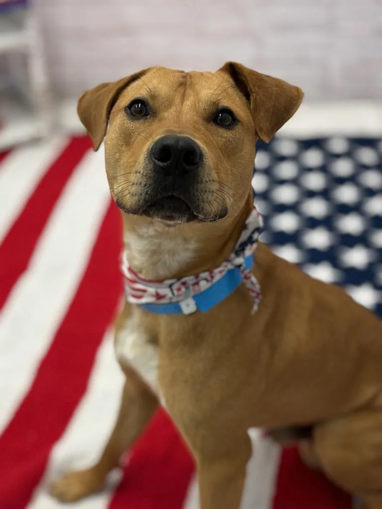 An adult medium-sized male Mixed Breed dog named Wolfprud for adoption in Detroit, MI
