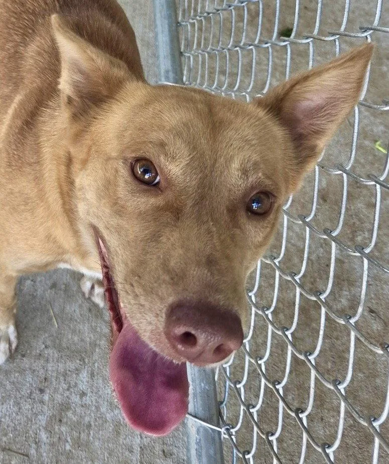 An adult medium-sized female Shepherd dog named Aspen for adoption in Carrollton, GA
