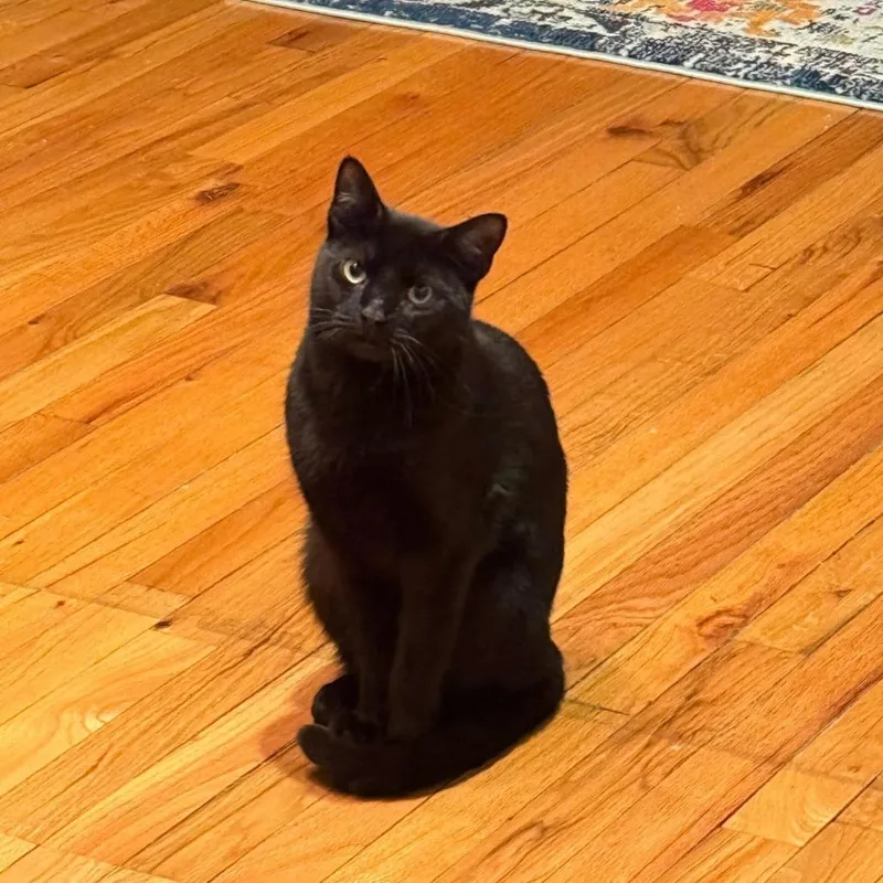A young medium-sized female Black Domestic Short Hair cat named Squat for adoption in New York, NY