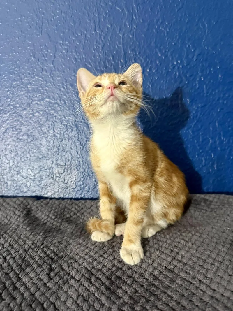 A baby medium-sized male Orange / Red Tabby cat named Archie for adoption in Mission Viejo, CA
