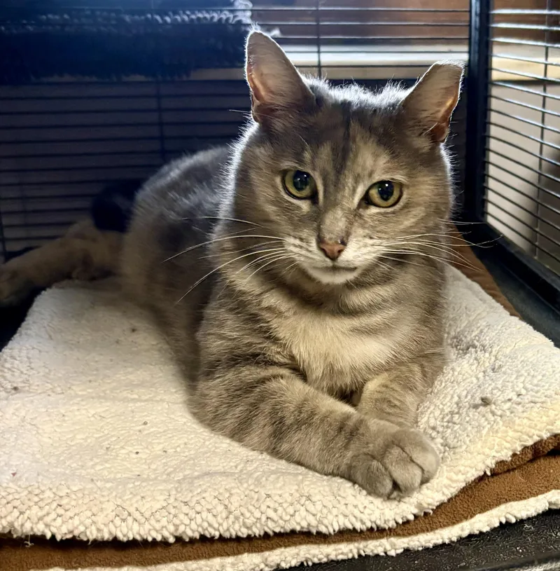 An adult medium-sized female Dilute Tortoiseshell cat named Jasmine Crockett for adoption in Columbus, OH