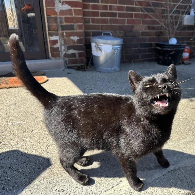 A young medium-sized female Black Domestic Short Hair cat named Akasha for adoption in Detroit, MI