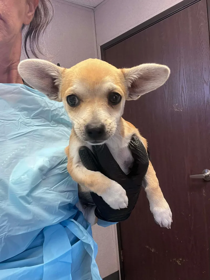 A young small-sized female Chihuahua dog named Beatrice for adoption in Concord, CA