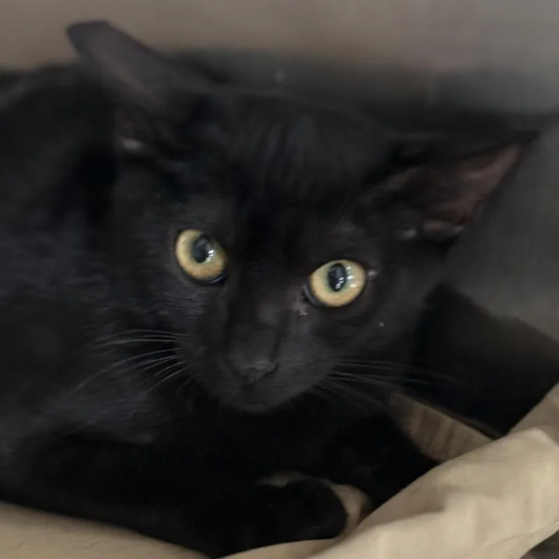 An adult small-sized male Black Domestic Short Hair cat named Harris for adoption in Fresno, CA