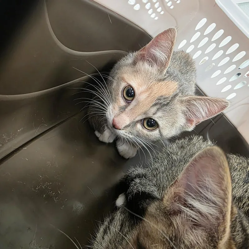 A baby small-sized female Tortoiseshell Domestic Short Hair cat named Moo for adoption in Chattanooga, TN