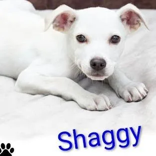 Shaggy