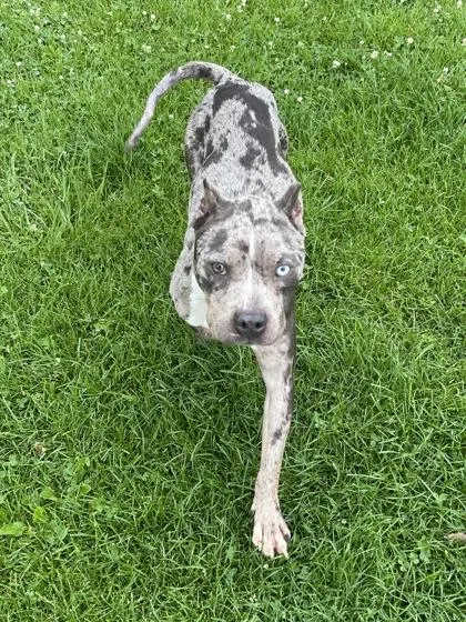 An adult medium-sized female Pit Bull Terrier dog named Calypso for adoption in Westland, MI