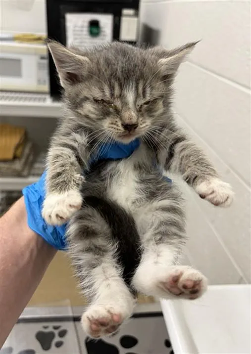 A baby small-sized female Domestic Short Hair cat named Casserole for adoption in Derwood, MD