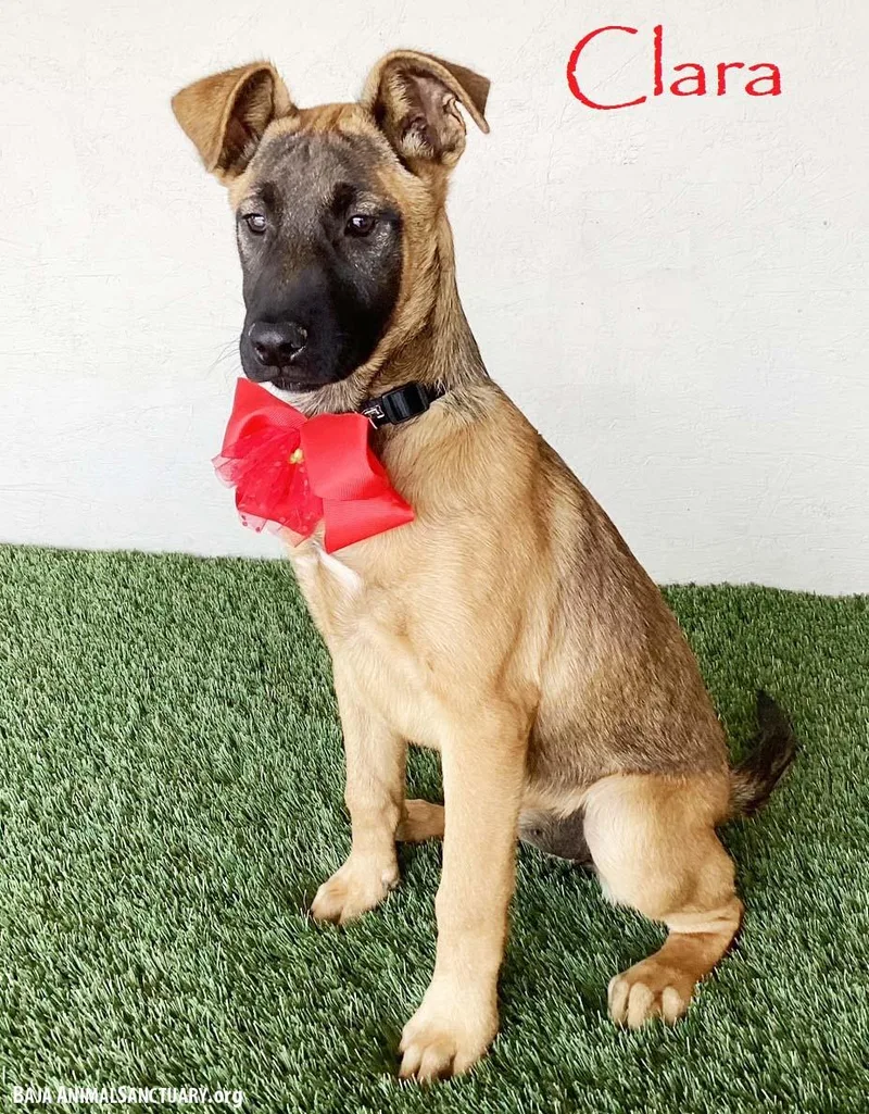 A baby large-sized female Yellow / Tan / Blond / Fawn German Shepherd Dog dog named Clara for adoption in San Diego, CA