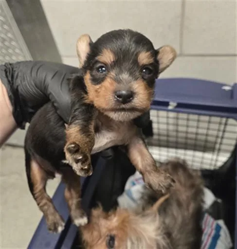 A baby small-sized male Mixed Breed dog named Beanie for adoption in Dallas, TX