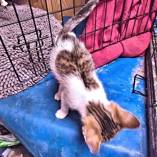 A baby medium-sized male Tabby cat named Jones for adoption in Rutherfordton, NC