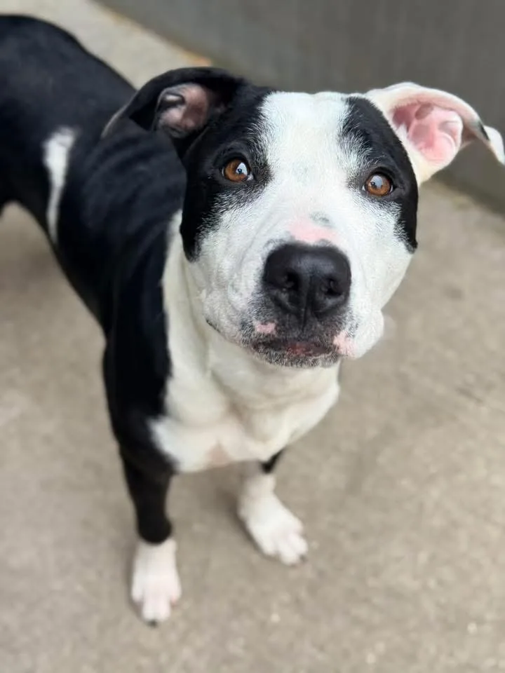 A young medium-sized male Black Pit Bull Terrier dog named Acton for adoption in Chicago, IL