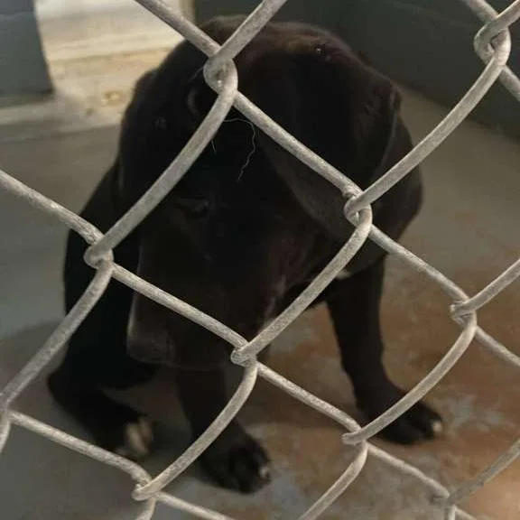 A baby medium-sized female Black Mixed Breed dog named Cassie for adoption in Gadsden, AL