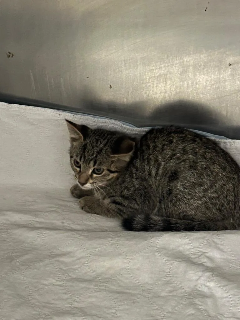 A baby medium-sized female Domestic Short Hair cat named Matcha for adoption in Gallatin, TN