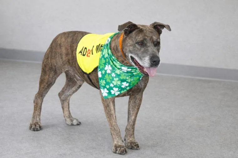 Dooleymouse thumbnail 2