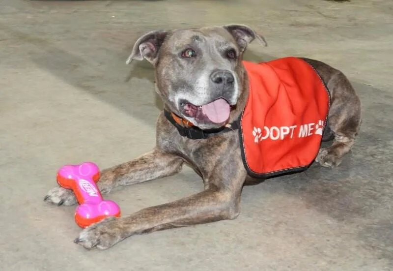 Dooleymouse thumbnail 4