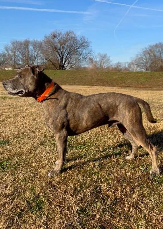 Dooleymouse thumbnail 5