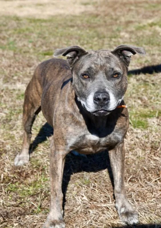 Dooleymouse thumbnail 6