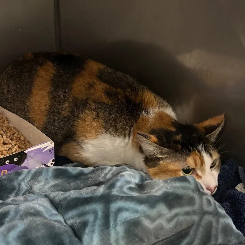 An adult large-sized female Calico Domestic Short Hair cat named Pepe The Queen Prawn for adoption in Morgan Hill, CA