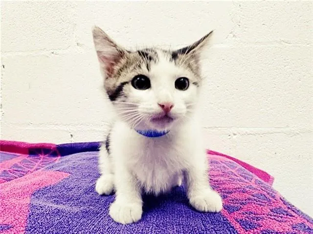 A baby small-sized male Domestic Short Hair cat named Nopey for adoption in Saint Louis, MO