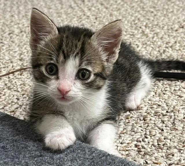 A baby small-sized female Domestic Short Hair cat named Alley for adoption in Charlotte, NC