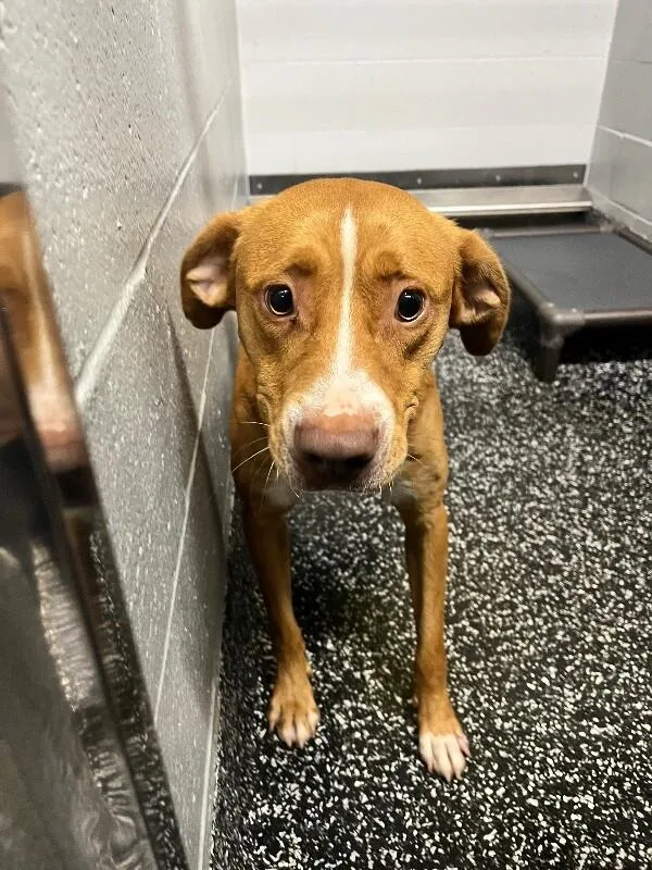An adult medium-sized male Red / Chestnut / Orange Mixed Breed dog named Reid for adoption in Jackson, TN