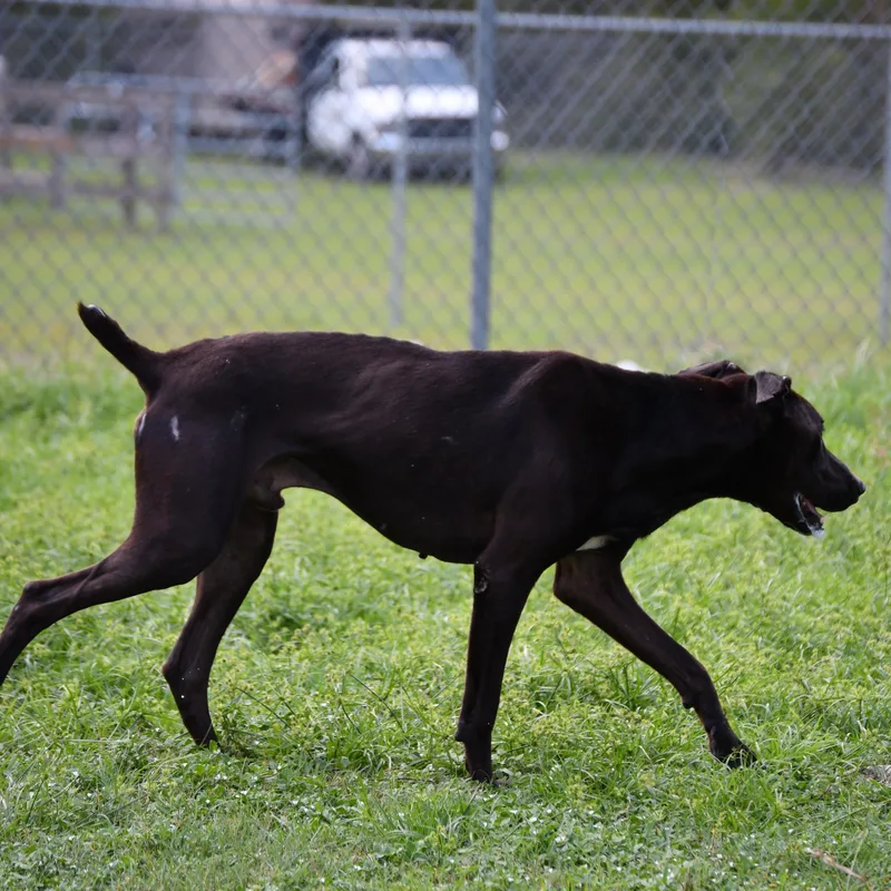 An adult large-sized male Brown / Chocolate German Shorthaired Pointer dog named Ranger for adoption in Defuniak Springs, FL