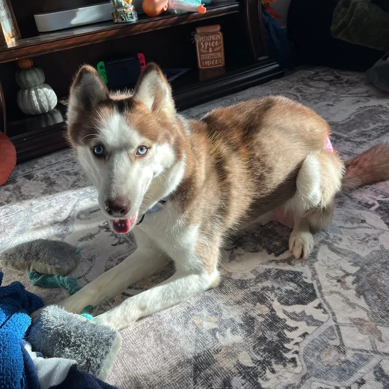 An adult medium-sized female Husky dog named Coco FKA Dasher for adoption in Newark, NJ