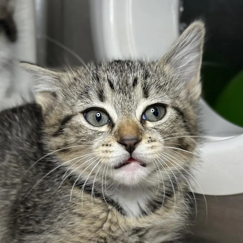 A baby small-sized female Gray / Blue / Silver Domestic Short Hair cat named Muriel for adoption in Palm Springs, CA