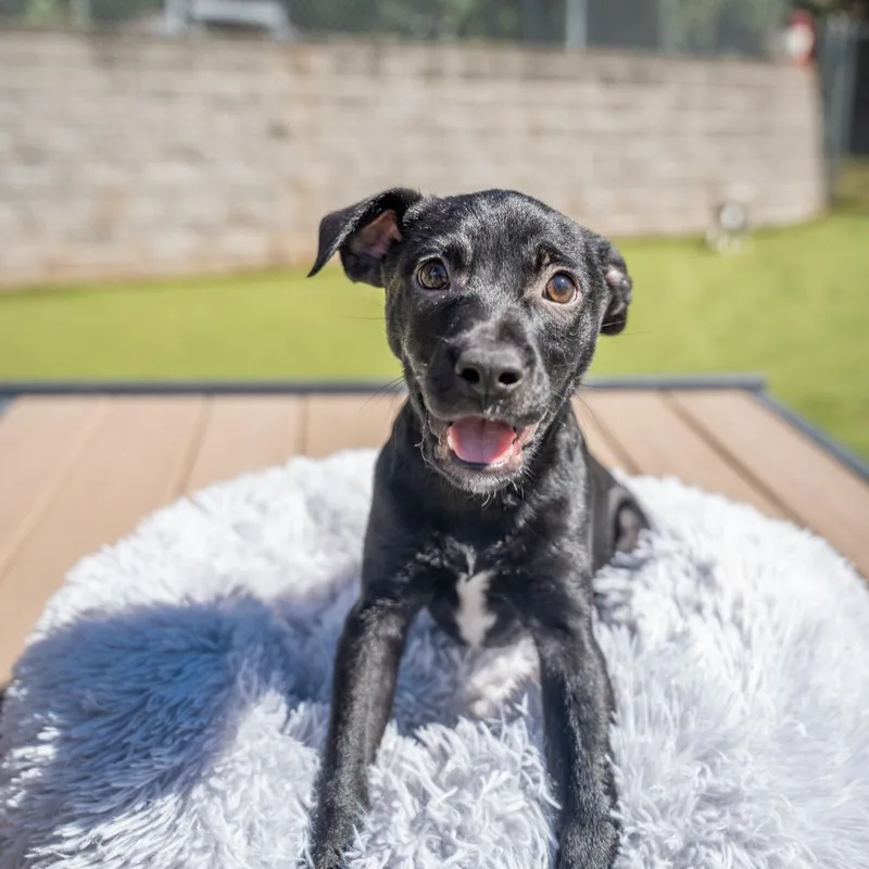 A baby medium-sized male Terrier dog named Stefan for adoption in Gainesville, GA