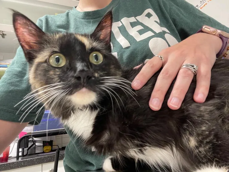A young medium-sized female Domestic Medium Hair cat named Bruschetta for adoption in Fall River, MA