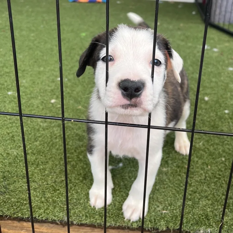 A baby medium-sized male White / Cream American Staffordshire Terrier dog named Elvis for adoption in Cartersville, GA