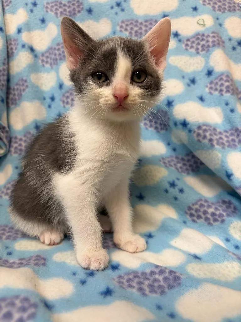 A baby small-sized male Domestic Short Hair cat named Nizzy for adoption in Clinton, SC