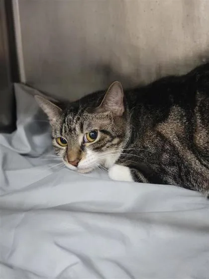 An adult small-sized female Domestic Short Hair cat named Socks for adoption in Largo, FL