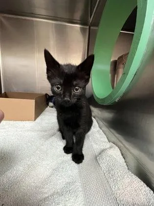 A baby small-sized male Domestic Short Hair cat named Salem for adoption in Gainesville, FL