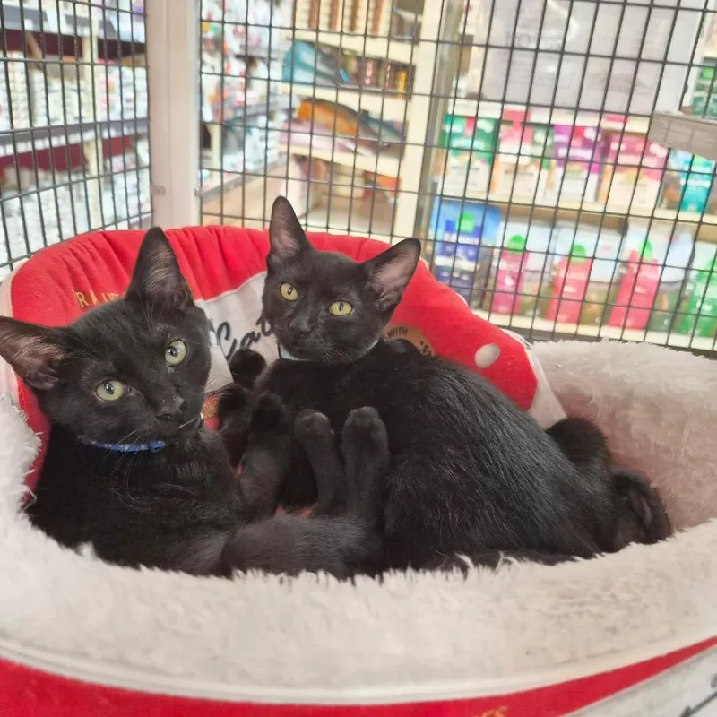 A baby small-sized male Black Domestic Short Hair cat named Pepe for adoption in Lutz, FL