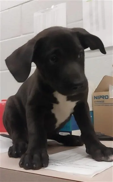 A baby small-sized female Labrador Retriever dog named Starlight for adoption in Corpus Christi, TX