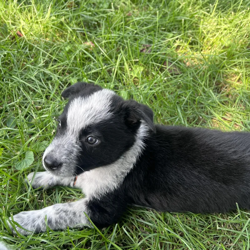Bandit