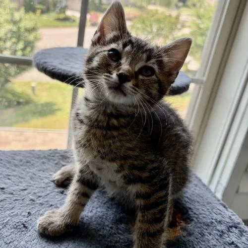 A baby small-sized male Tabby (Brown / Chocolate) Domestic Short Hair cat named Daniel for adoption in Knoxville, TN