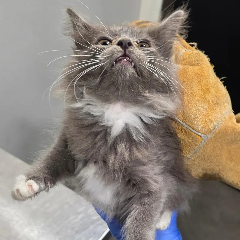 A young medium-sized male Gray / Blue / Silver Domestic Short Hair cat named Marcus for adoption in Tampa, FL