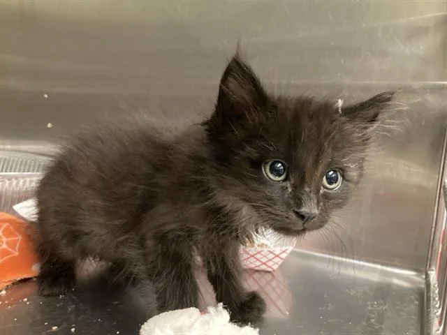 A baby small-sized male Domestic Medium Hair cat named Travis for adoption in Tustin, CA