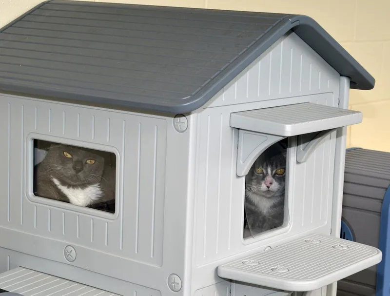 Scottie Sheffler thumbnail 2