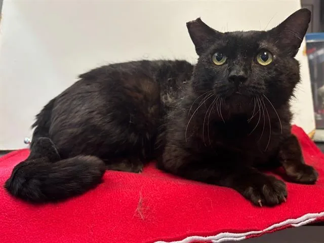 An adult large-sized male Domestic Short Hair cat named Malcolm for adoption in Sacramento, CA